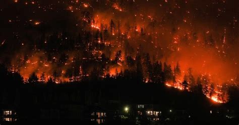 Ecologists say life will return to B.C. wildfire zone, but trees may never grow back